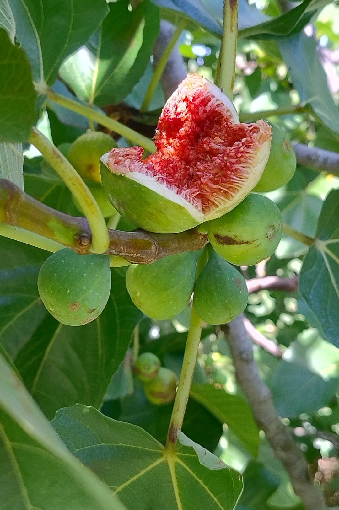 Fichi e piante da frutto