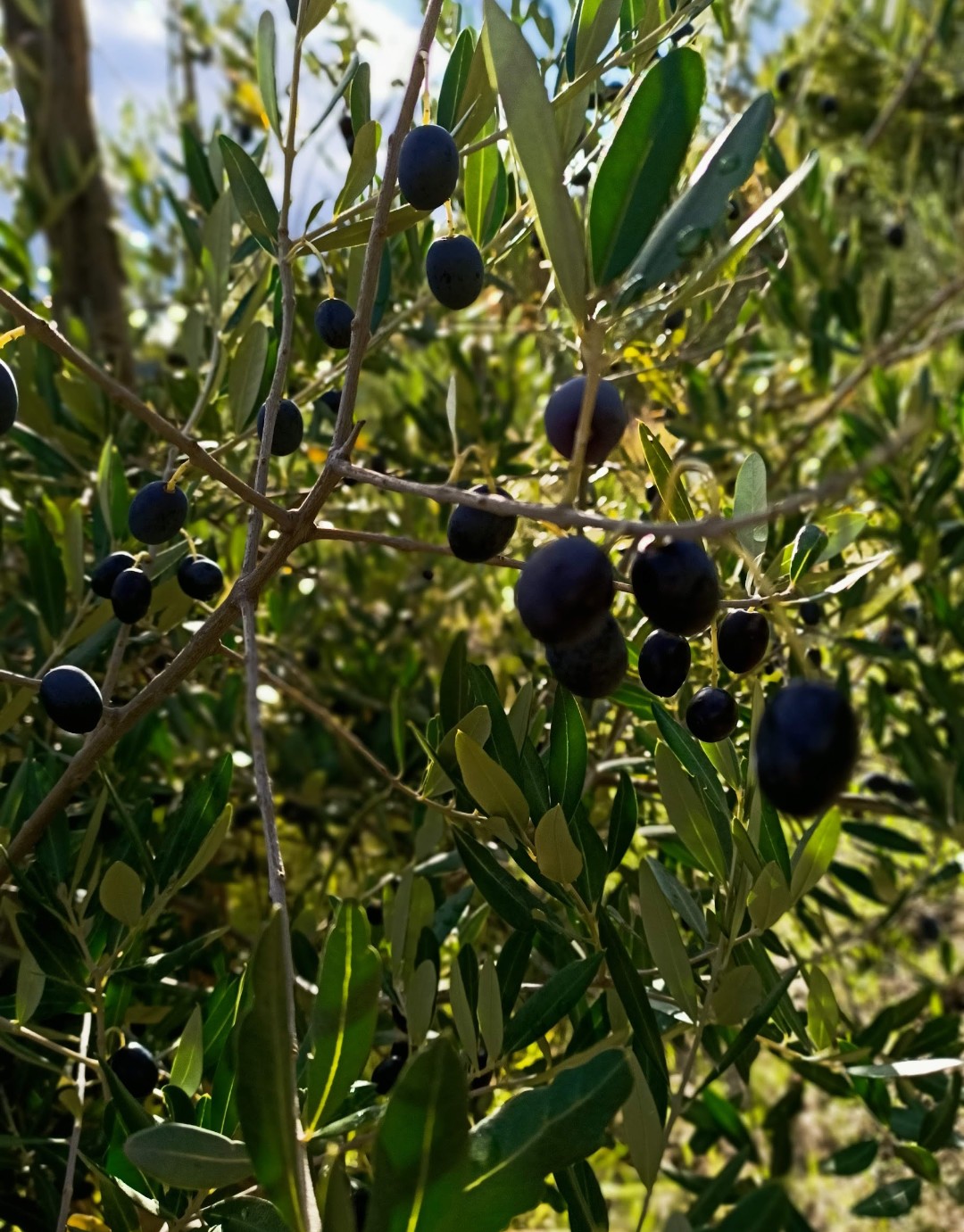 Olive sull’albero