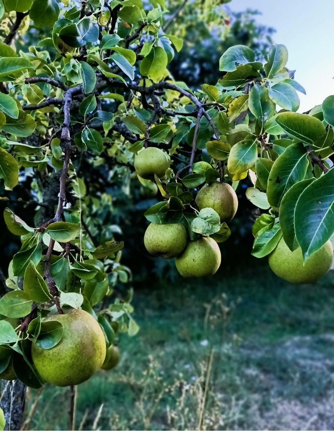 Le pere del frutteto