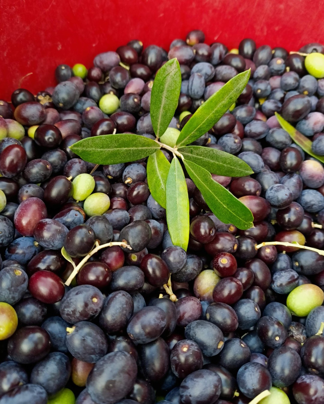 La raccolta delle olive