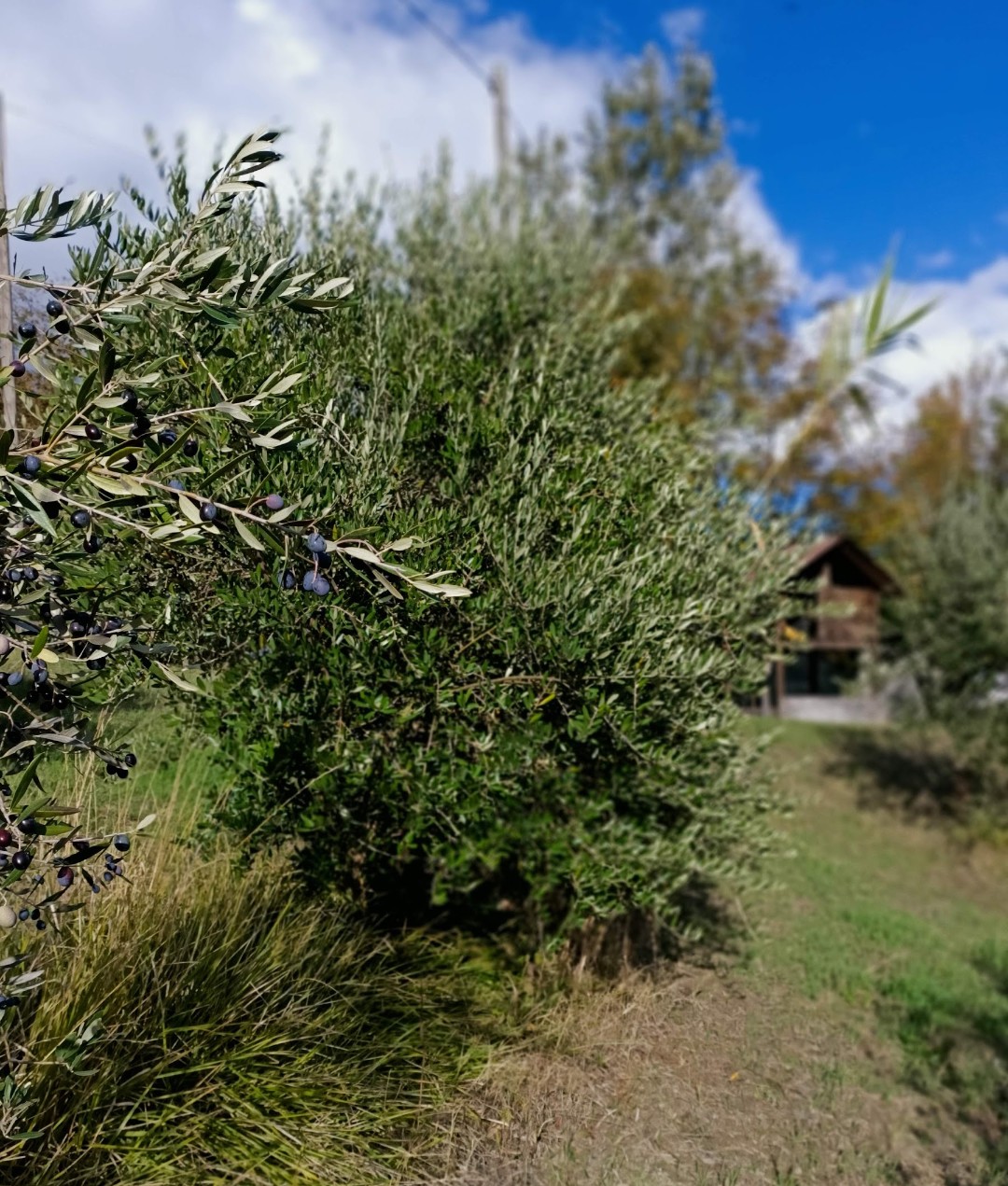 Gli ulivi della tenuta
