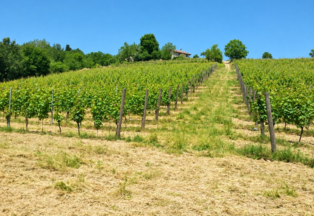 La tenuta Ca' Batitta sulle colline piemontesi